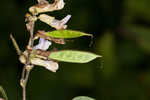 Hog Peanut